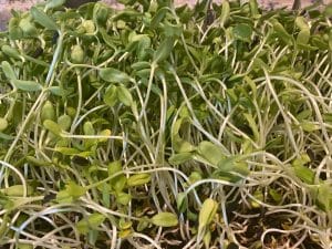 sunflower microgreens are part of a healthy diet in holistic health, good nutrition, sprouts
