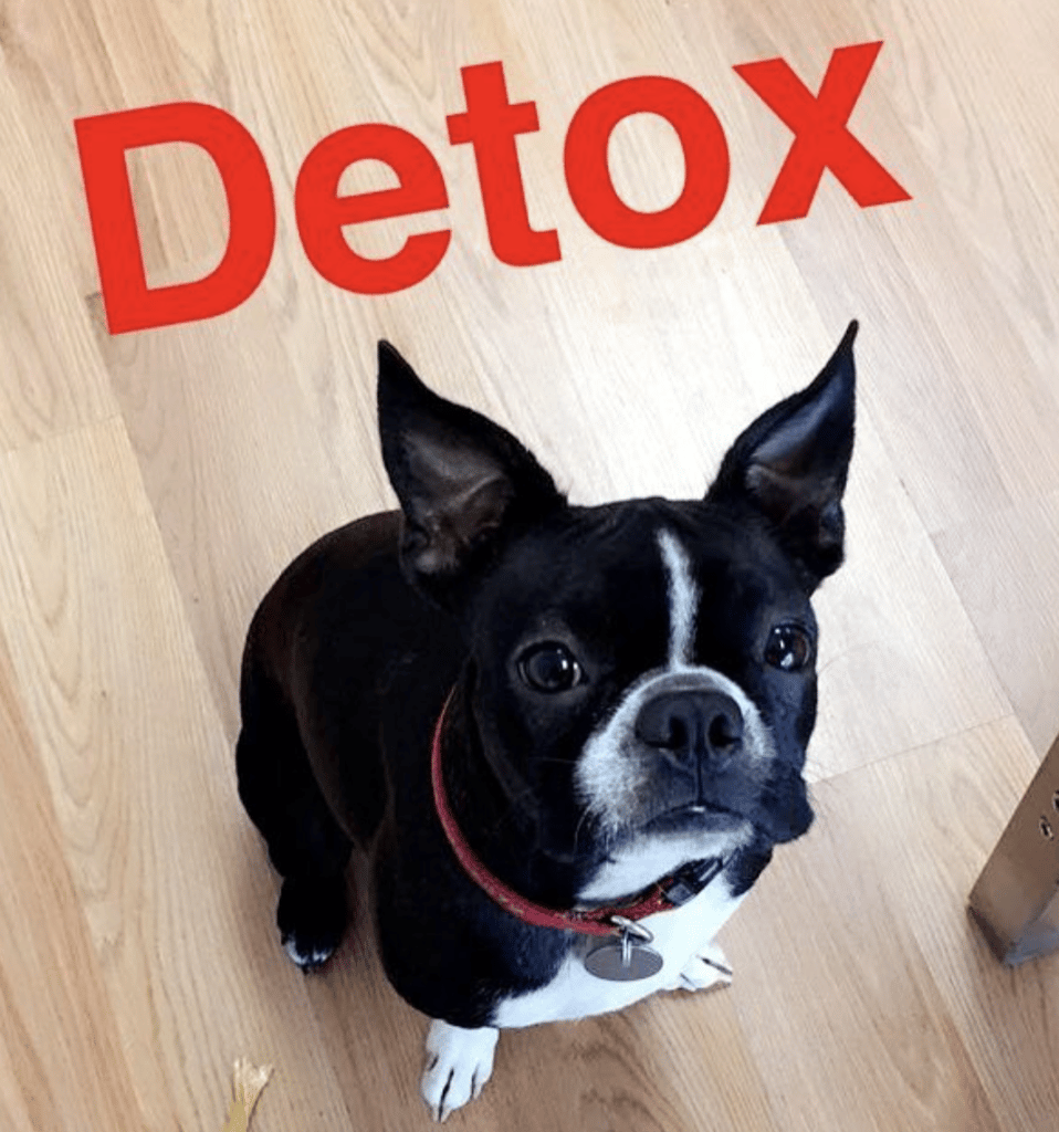 Detox, Boston Terrier