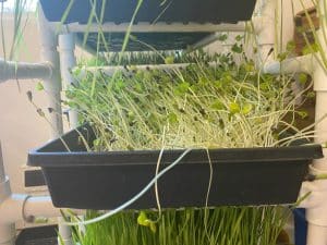 growing fresh sprouts - nutrition consulting at natural medicine & detox, phoenix, AZ