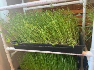growing sprouts at home is easy for good nutrition