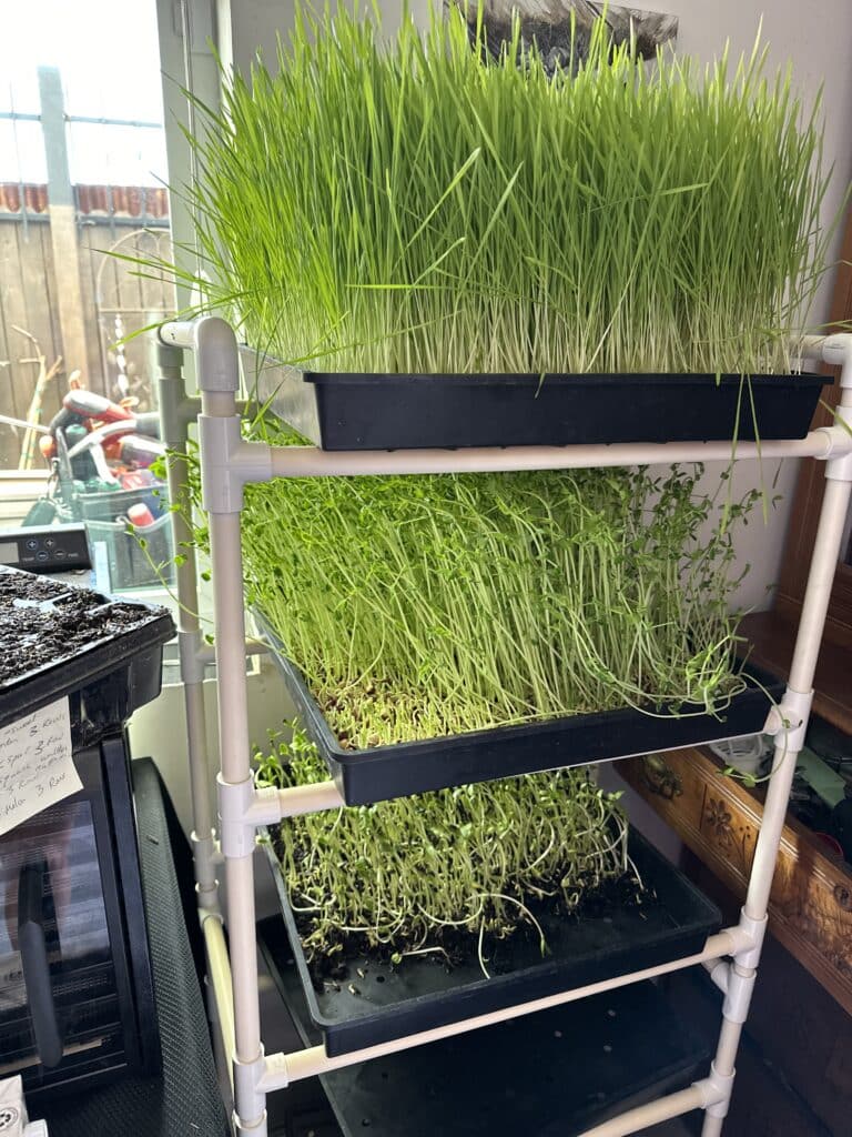 growing wheatgrass, sunflower sprouts at Natural Medicine and Detox. 