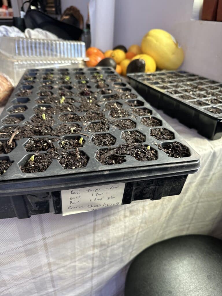 seed starter garden at Natural Medicine and Detox.